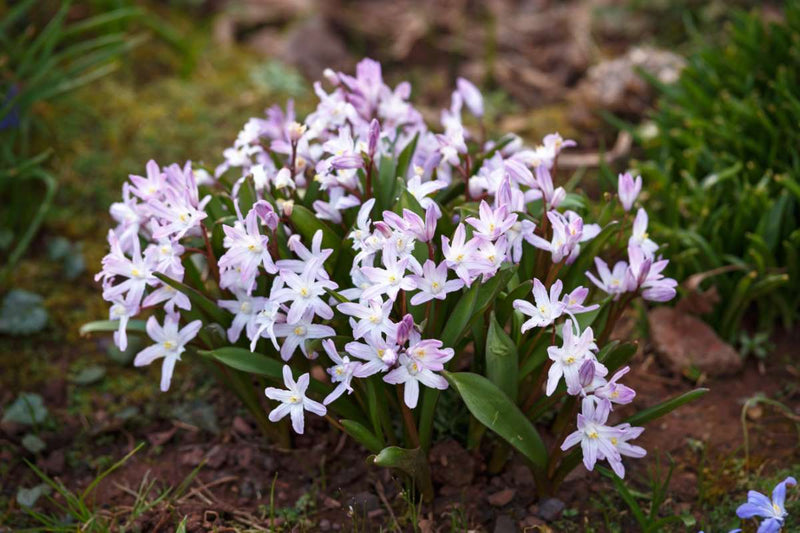 Chionodoxa 'Pink Giant' (12 Bulbs Per Pack)