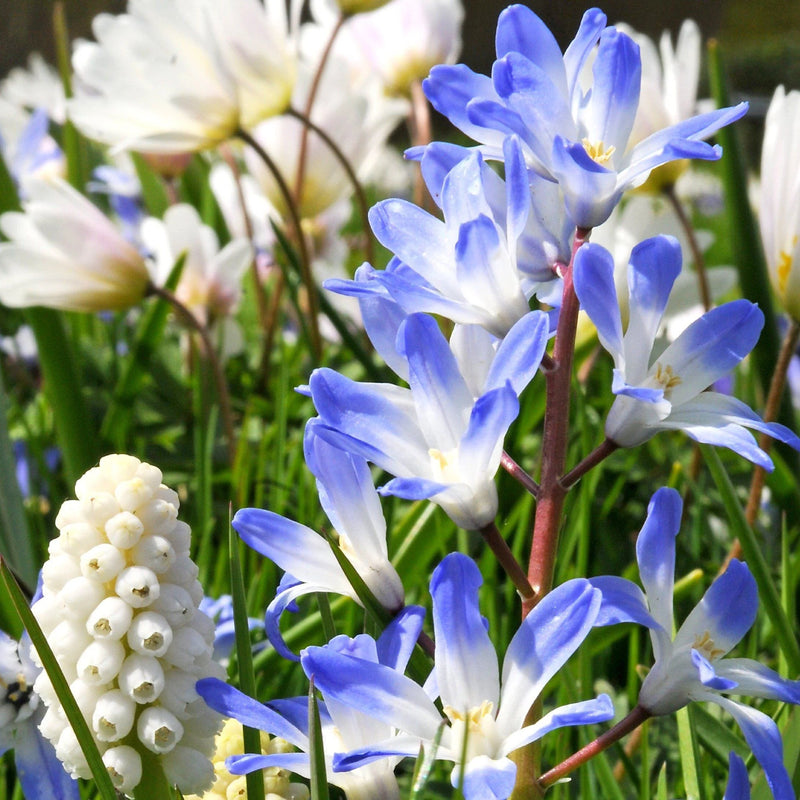 Chionodoxa Forbesii  (20 Pack)