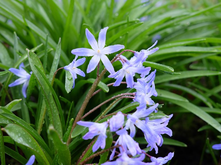 Chionodoxa Lucilae