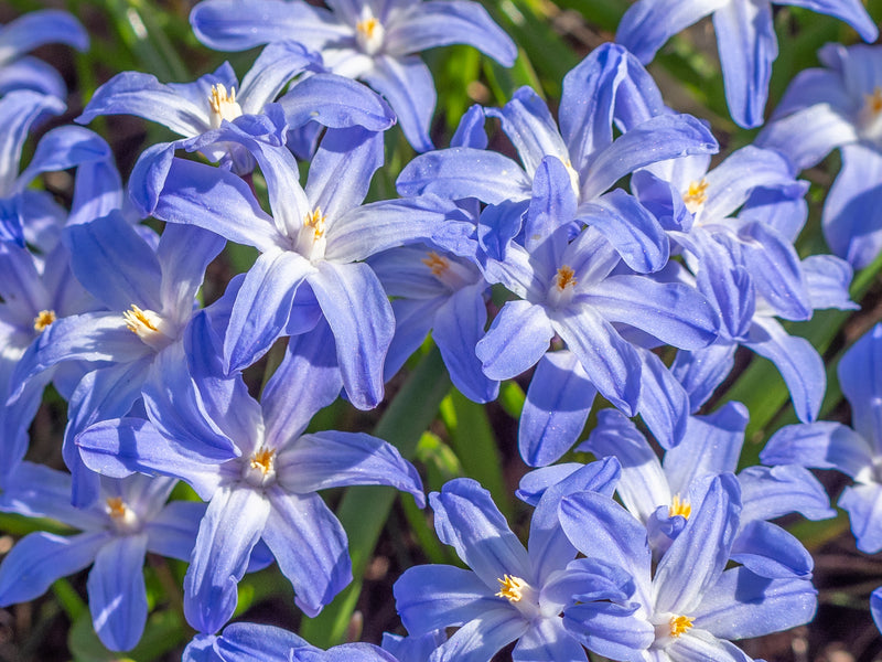 Chionodoxa Lucilae