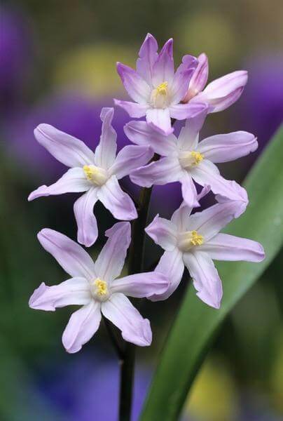 Chionodoxa 'Pink Giant' (12 Bulbs Per Pack)