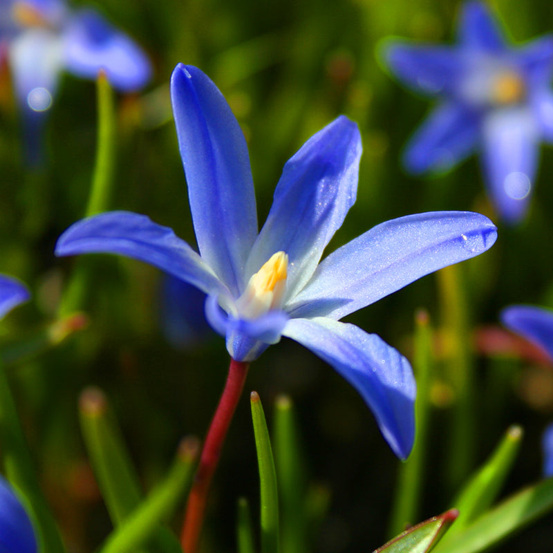 Chionodoxa Luciliae (20 Bulbs Per Pack)