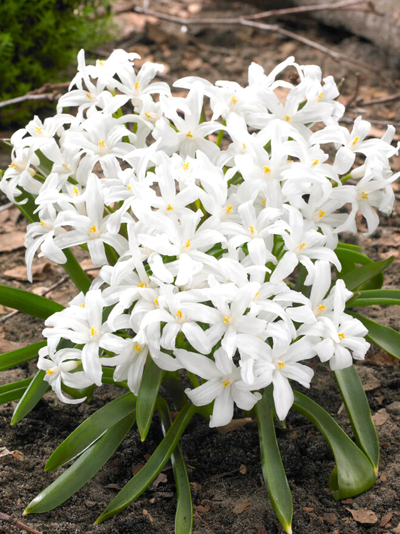 Chionodoxa Luciliae Alba (15 Pack)