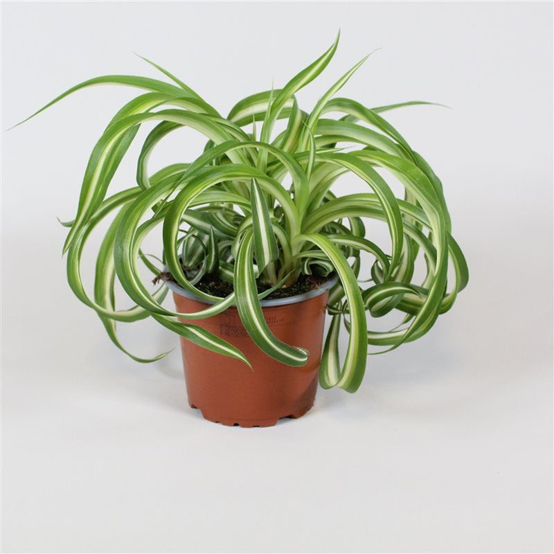 Chlorophytum Bonnie curly spider plant with green and cream foliage