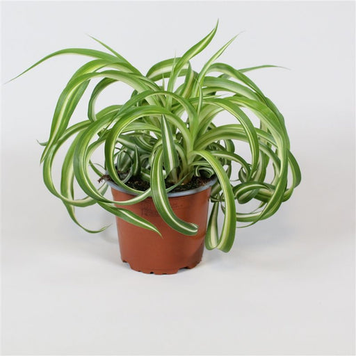 Chlorophytum Bonnie curly spider plant with green and cream foliage