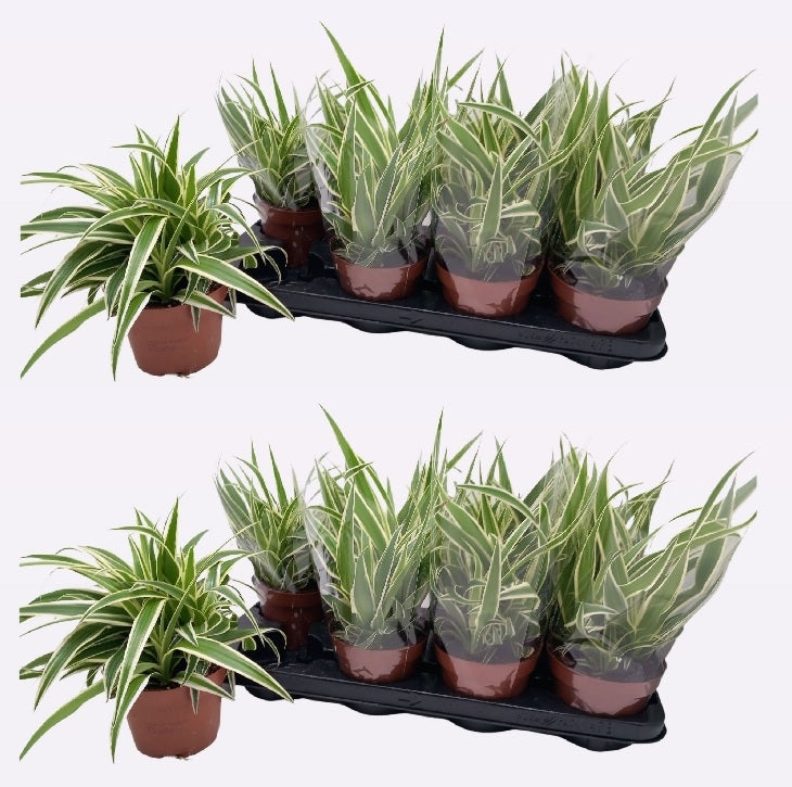 Chlorophytum com. 'Vittatum' P13