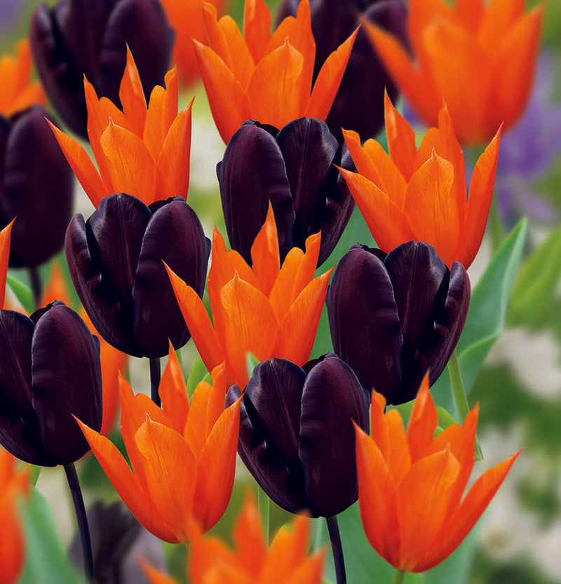 Tulip 'Chocolate Orange' (15 Pack)