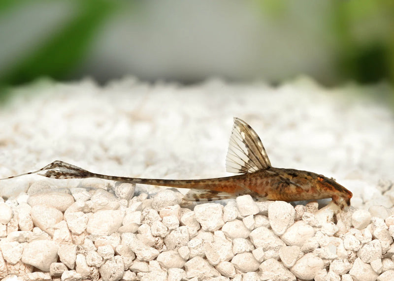 Chocolate Whiptail CatFish