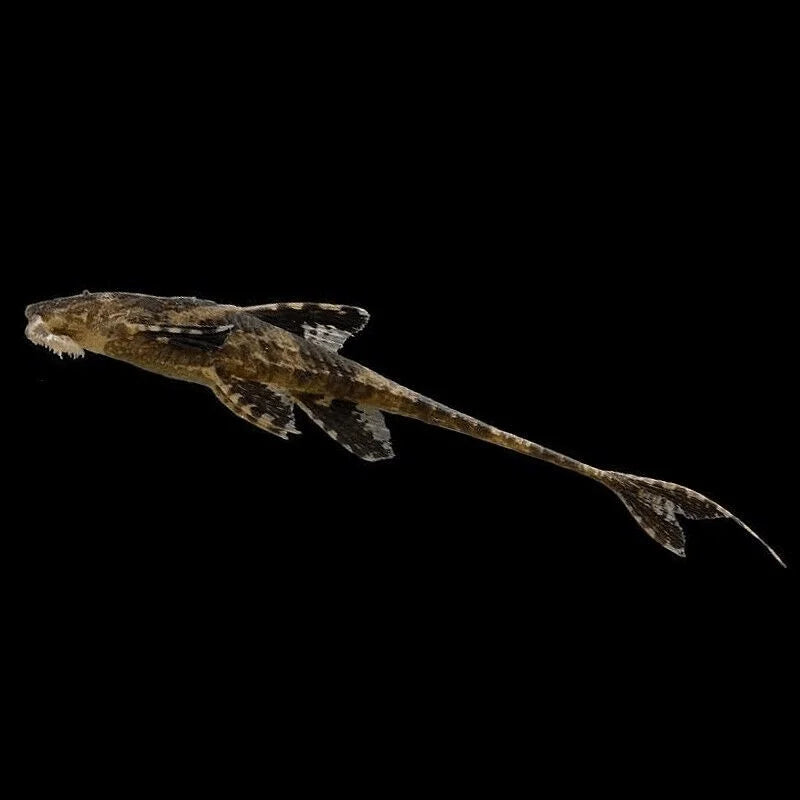 Chocolate Whiptail CatFish