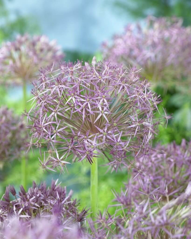 Allium christophii 2L
