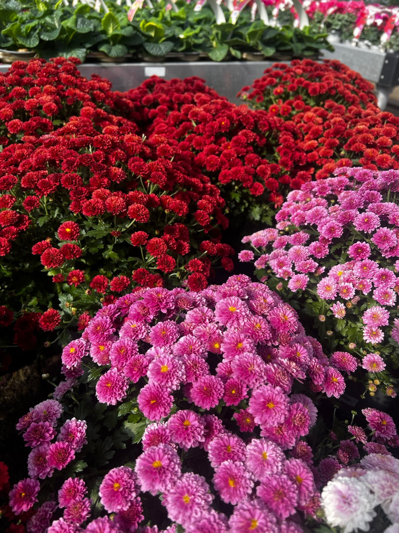 Chrysanthemum | Garden Mums (2 Litre)