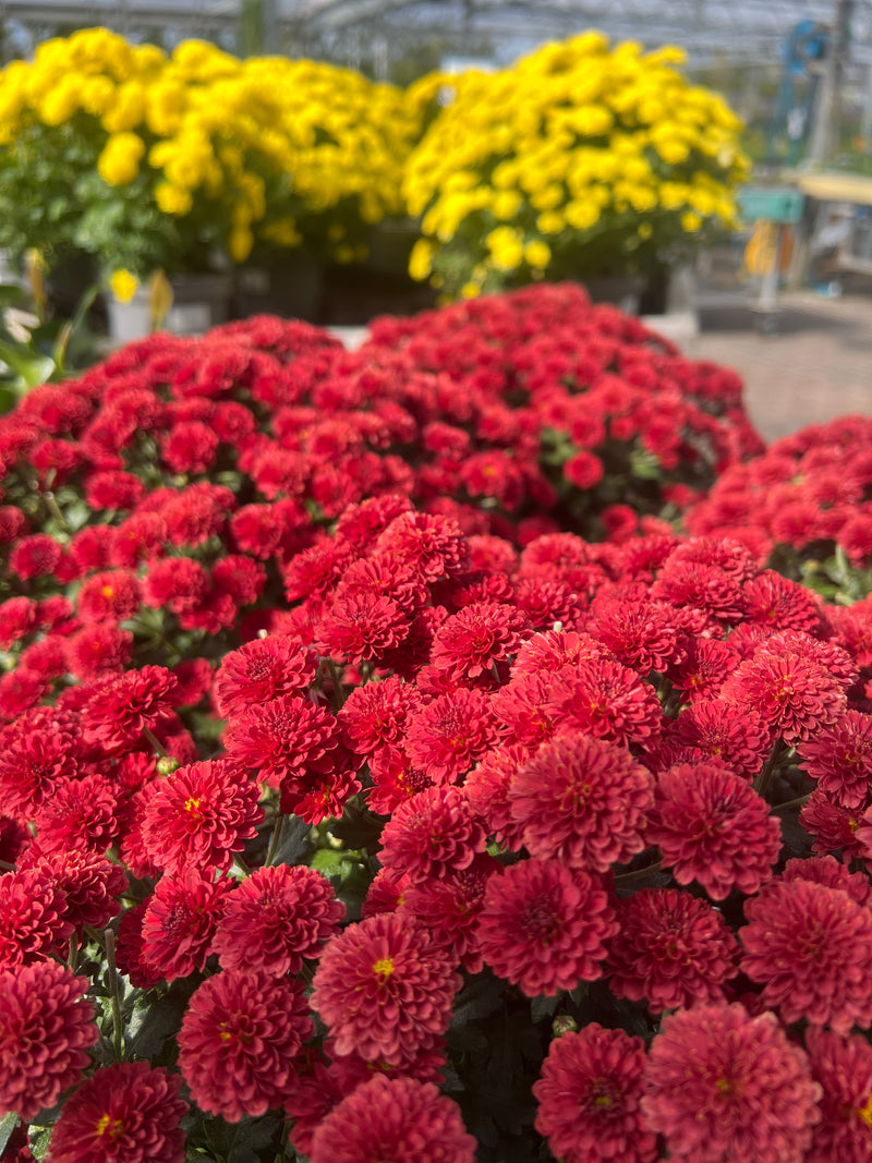 Chrysanthemum | Garden Mums (2 Litre)