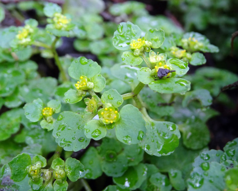 Chrysosplenium alternifolium | Golden Saxifrage P9