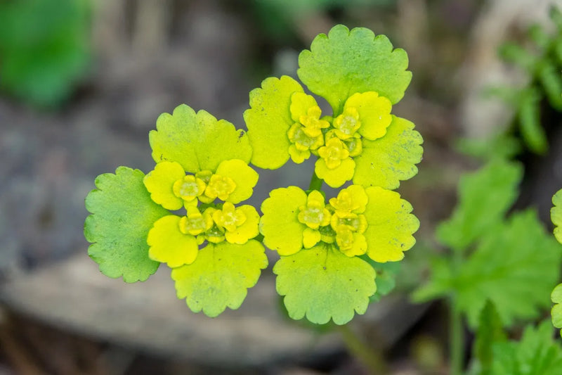 Chrysosplenium alternifolium | Golden Saxifrage P9