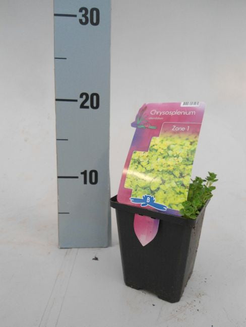 Chrysosplenium alternifolium | Golden Saxifrage P9