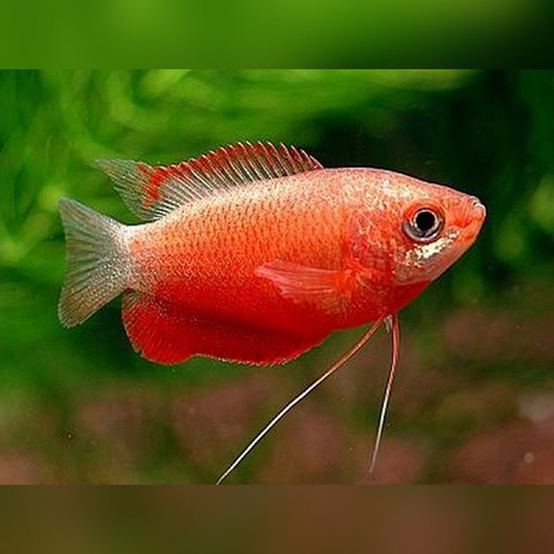 Chuna Red Honey Gourami