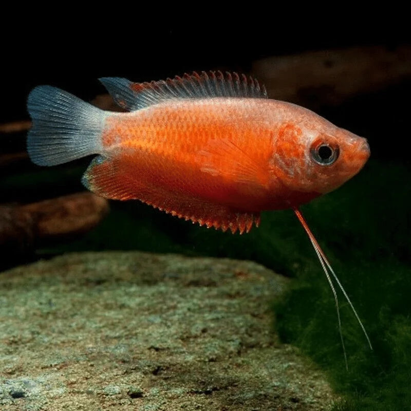Chuna Red Honey Gourami