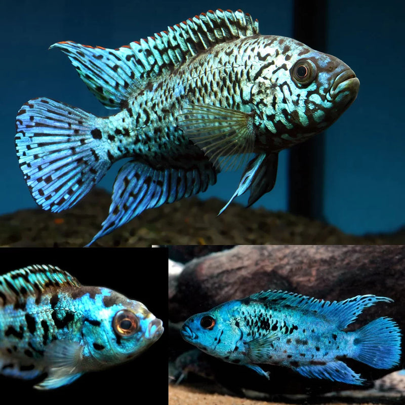 Electric Blue Jack Dempsey Medium