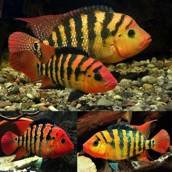 Red Terror Cichlid | Cichlasoma Festae Red (Sm)