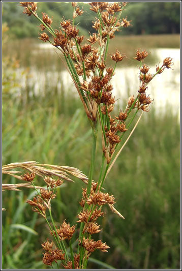 Cladium mariscus | Great Fen-Sedge P9