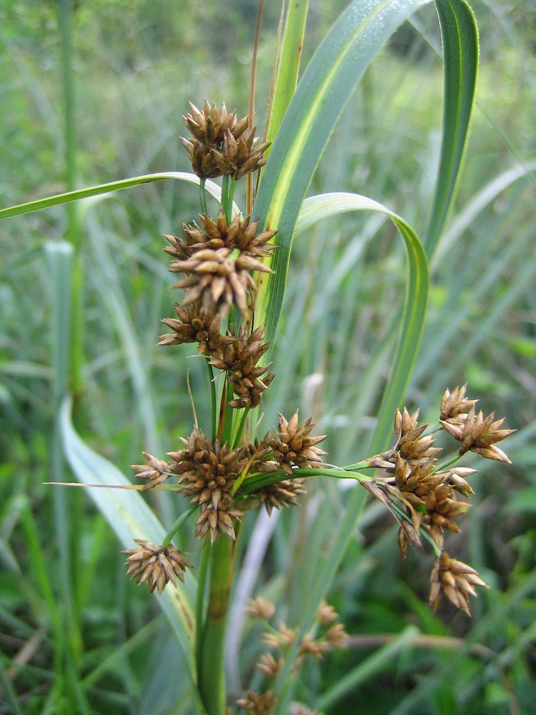 Cladium mariscus | Great Fen-Sedge P9