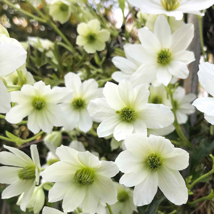 Clematis 'Early Sensation' (2 Litre)