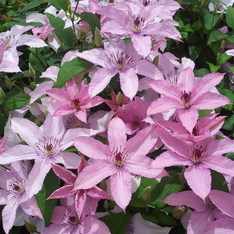 Clematis Hagley Hybrid