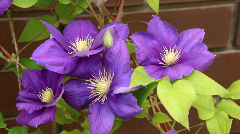 Clematis 'Jackmanii' 2 Litre