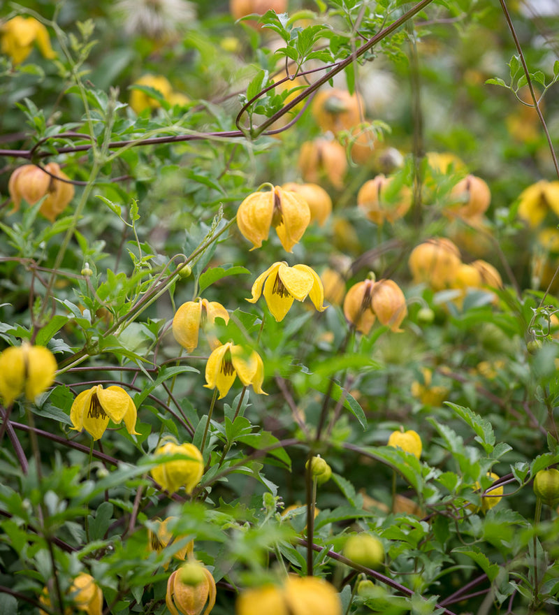 Clematis 'Bill MacKenzie' 2 Litre, single cane