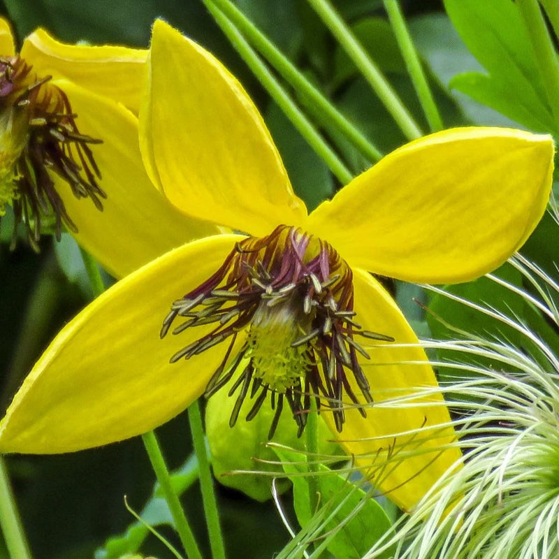 Clematis 'Bill MacKenzie' 2 Litre, single cane