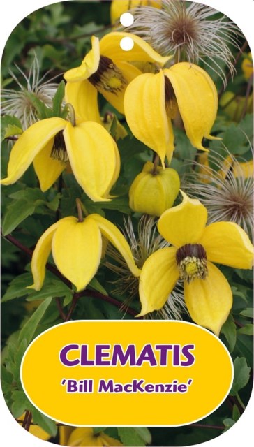 Clematis 'Bill MacKenzie' 2 Litre, single cane
