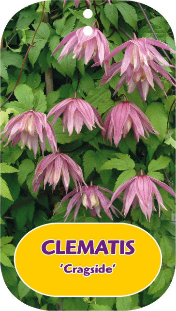 Clematis 'Cragside' 2 Litre, single cane