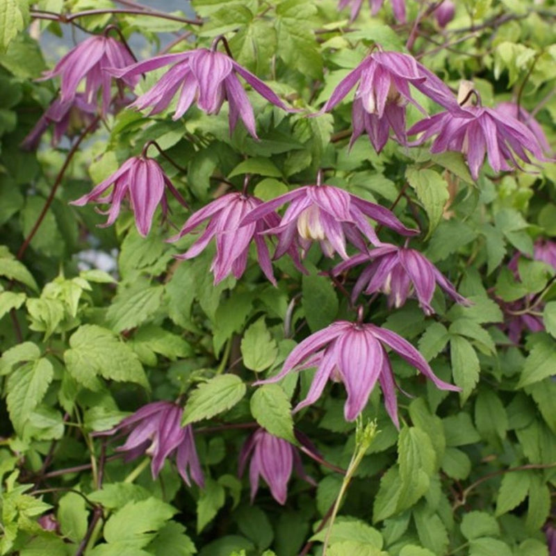 Clematis 'Cragside' 2 Litre, single cane