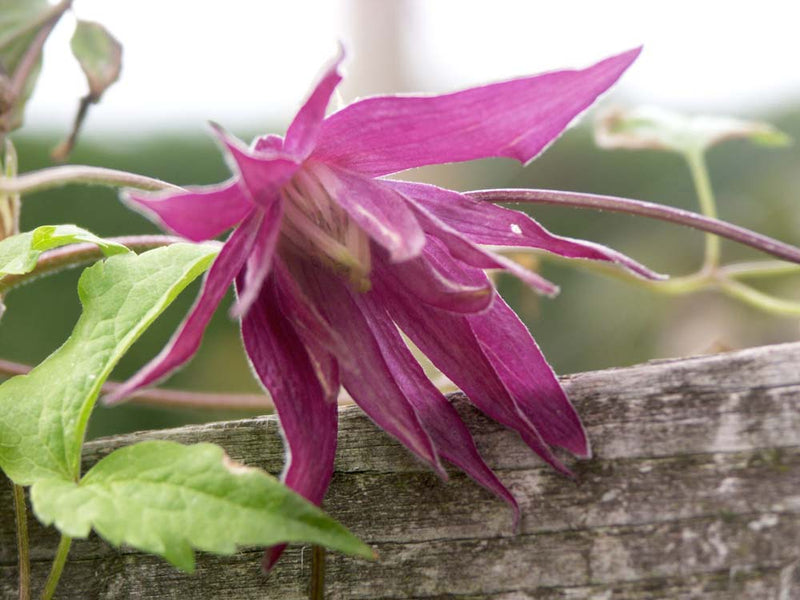 Clematis 'Cragside' 2 Litre, single cane