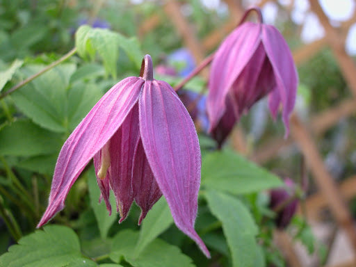 Clematis 'Cragside' 2 Litre, single cane