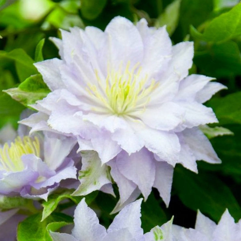 Clematis 'Dancing King' 2 Litre, single cane