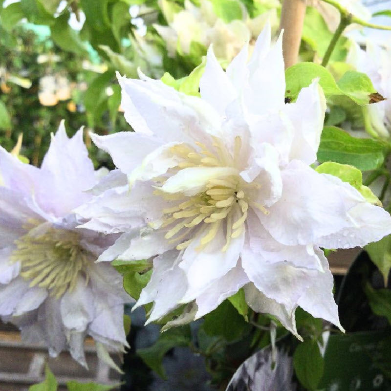 Clematis 'Dancing King' 2 Litre, single cane