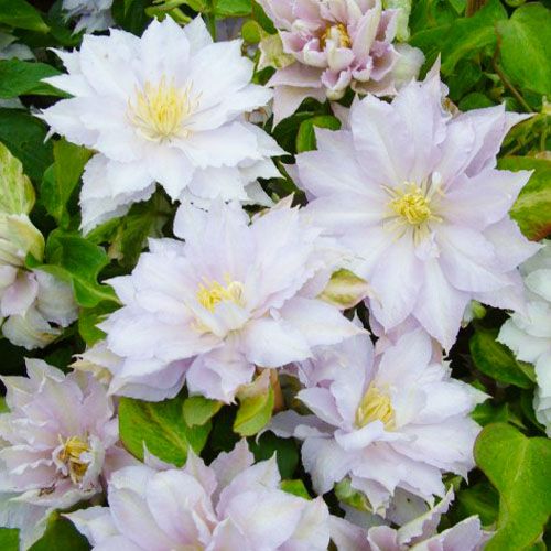 Clematis 'Dancing King' 2 Litre, single cane