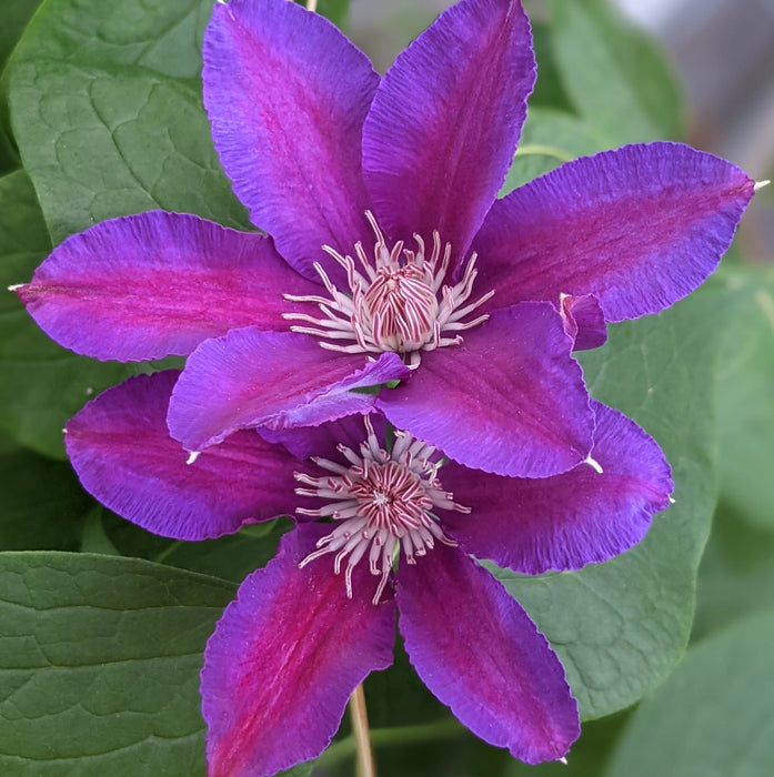 Clematis 'Etoile de Malicorne' 2 Litre, single cane