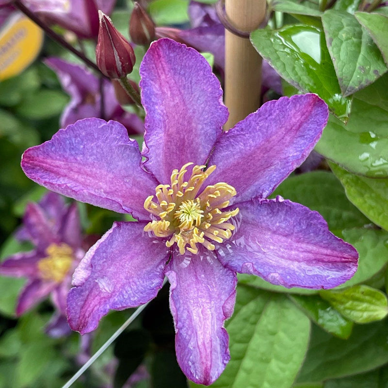 Clematis 'Exciting' 2 Litre, single cane