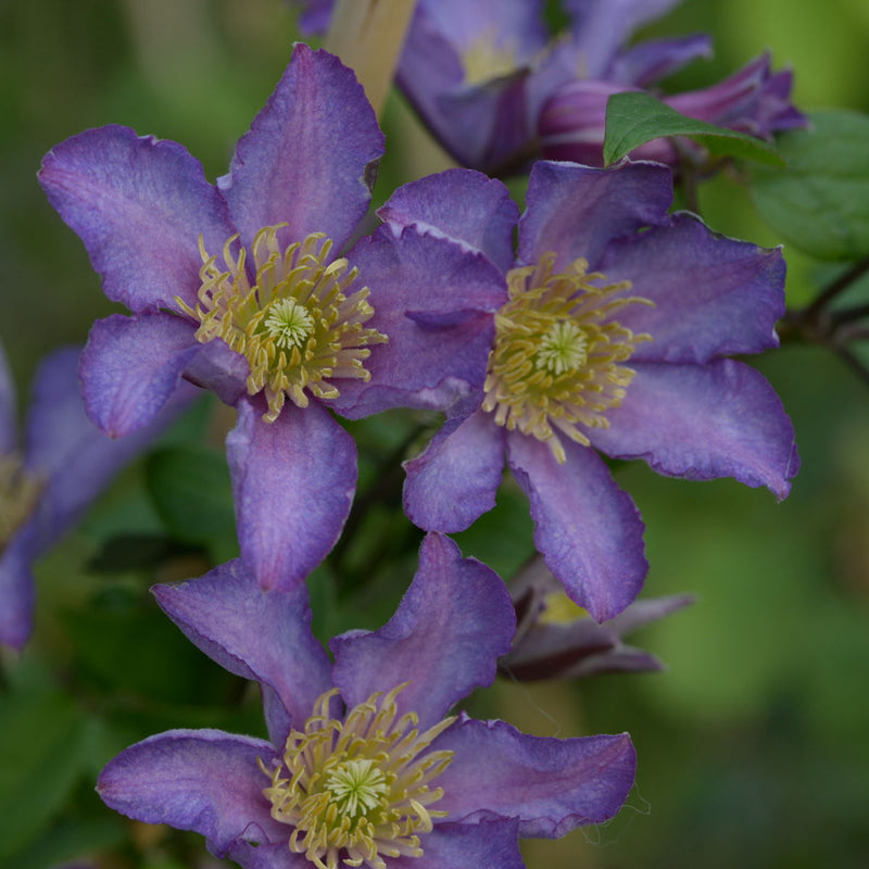 Clematis 'Exciting' 2 Litre, single cane