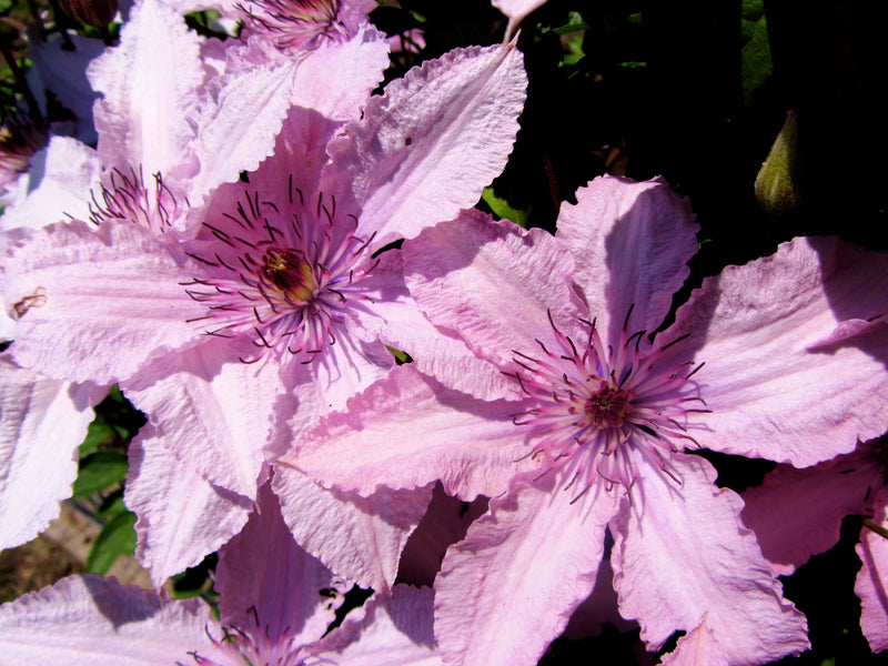 Clematis Hagley Hybrid
