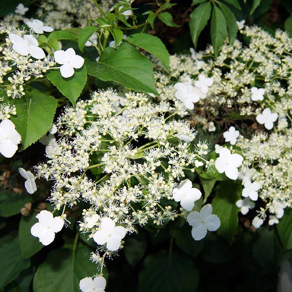 Hydrangea anomala petiolaris - Climbing Hydrangea
