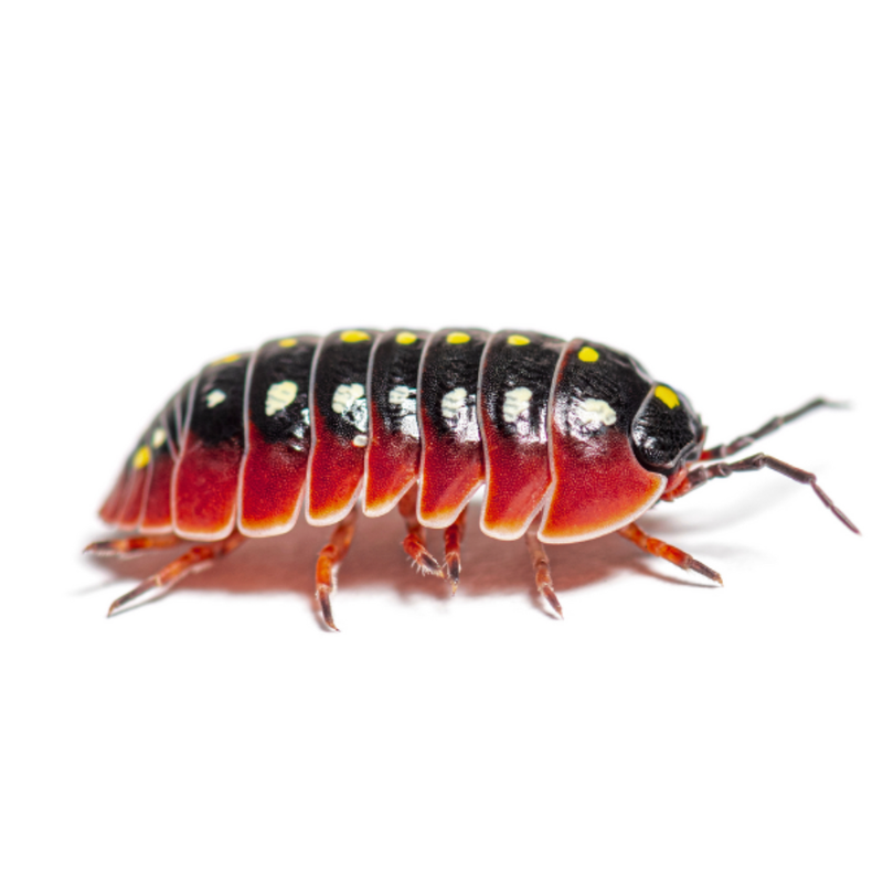 Clown Isopods (10 Pack) | Armadillidium klugii