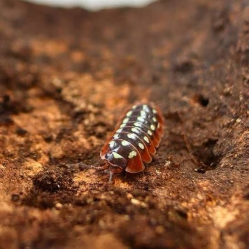 Clown Isopods (10 Pack) | Armadillidium klugii