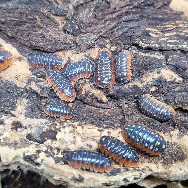 Clown Isopods (10 Pack) | Armadillidium klugii