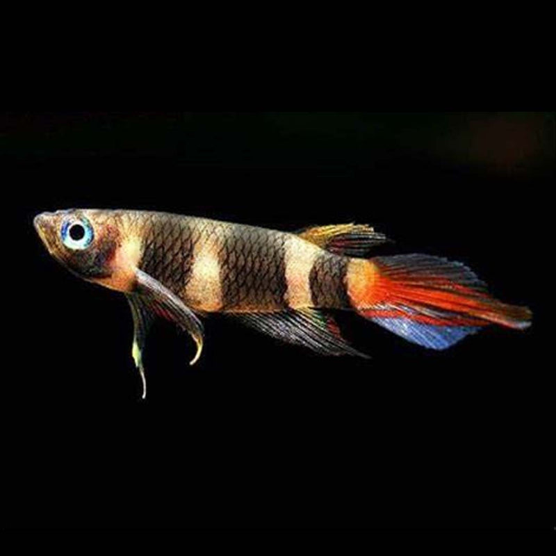 Clown Killifish Medium