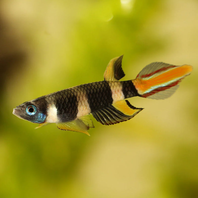 Clown Killifish Medium
