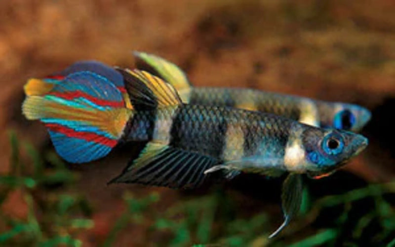 Clown Killifish Medium