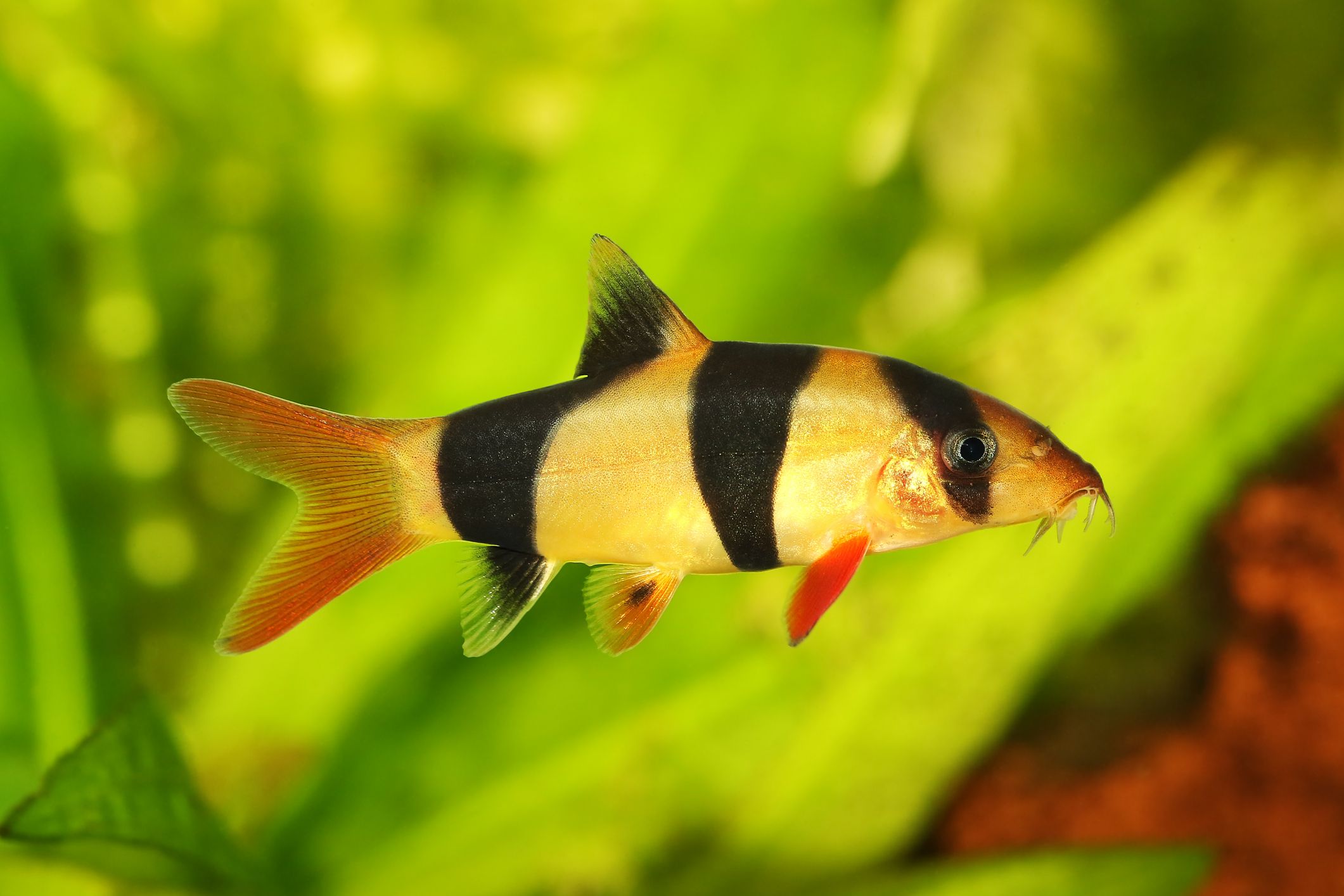 Picture of Clown Loach 1.75